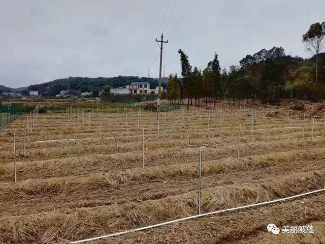 赤松茸种植基地