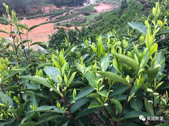 茶叶种植基地