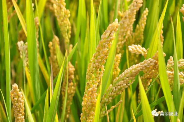 丝苗香米种植基地