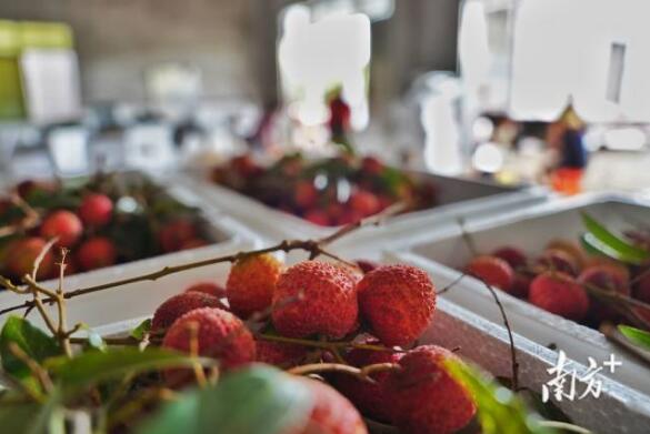 东北买荔枝当天可达！广东（茂名）荔枝电商消费节启动